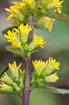 Roan Mountain goldenrod